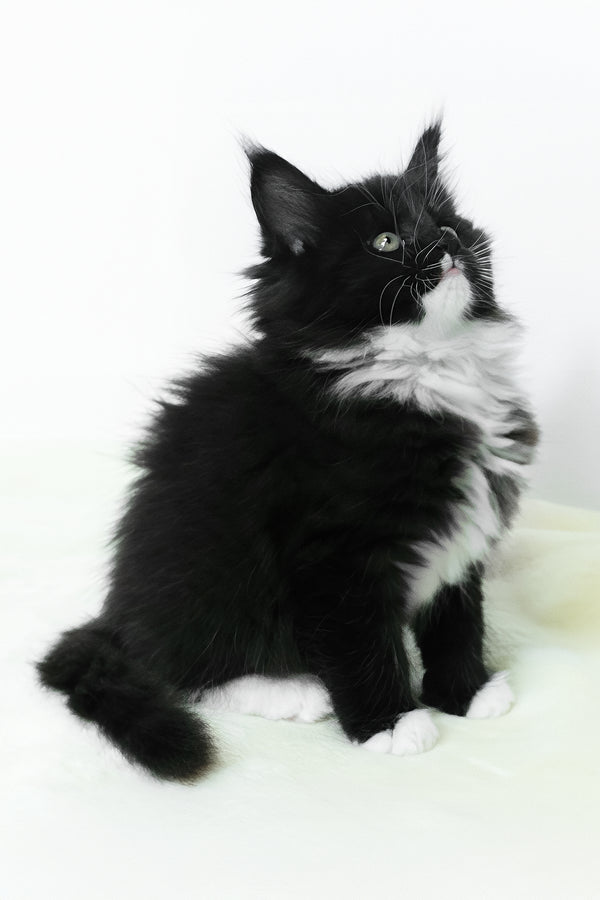 Alisa | Maine Coon Kitten