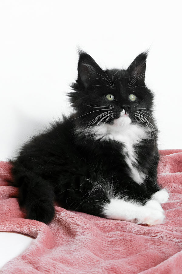 Alisa | Maine Coon Kitten