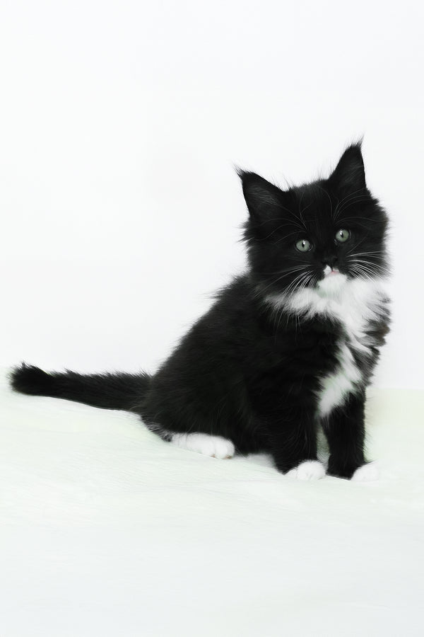 Alisa | Maine Coon Kitten