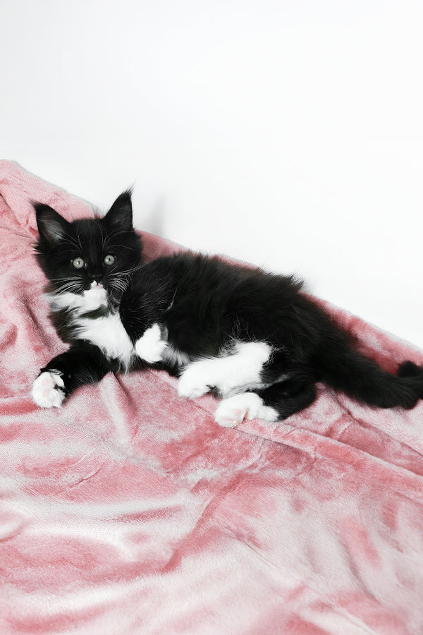 Alisa | Maine Coon Kitten