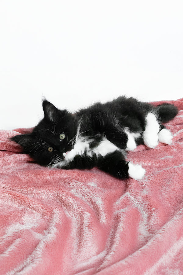 Alisa | Maine Coon Kitten