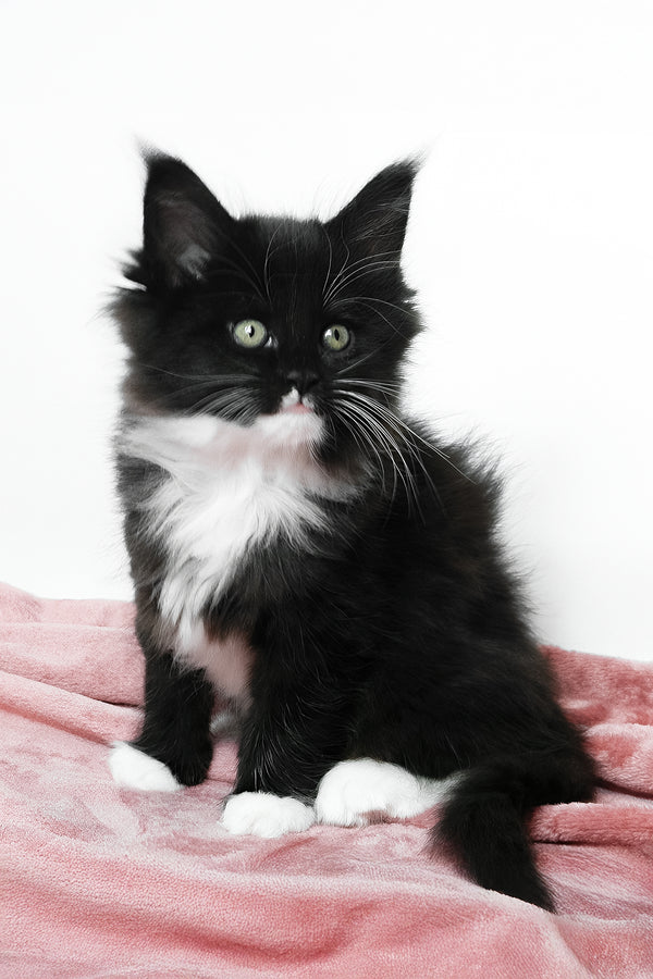 Alisa | Maine Coon Kitten