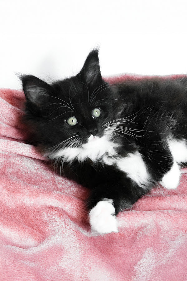 Alisa | Maine Coon Kitten