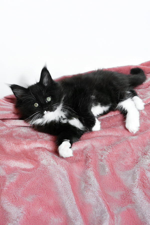 Alisa | Maine Coon Kitten