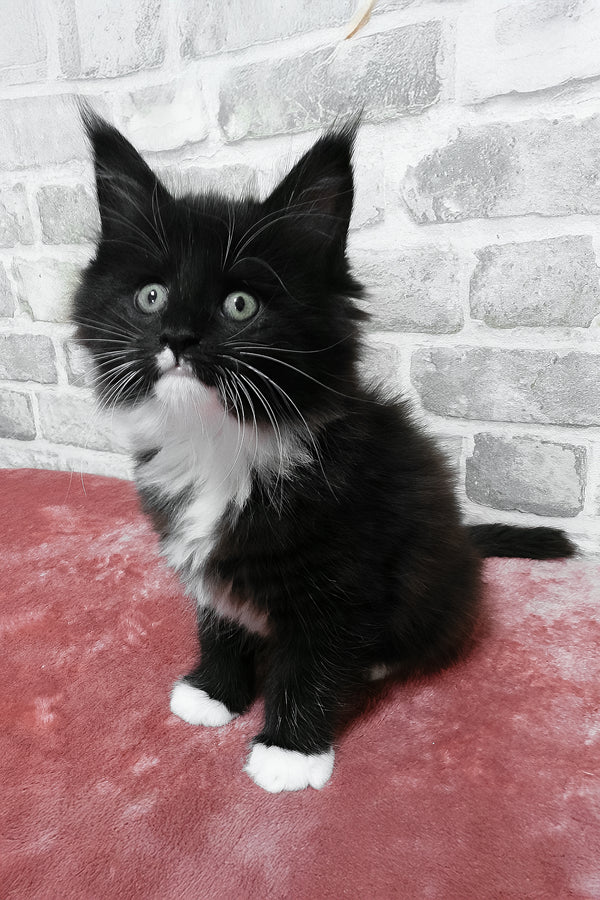 Alisa | Maine Coon Kitten