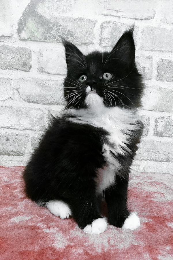 Alisa | Maine Coon Kitten