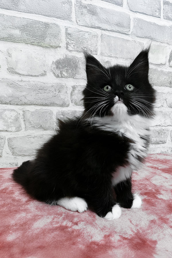 Alisa | Maine Coon Kitten