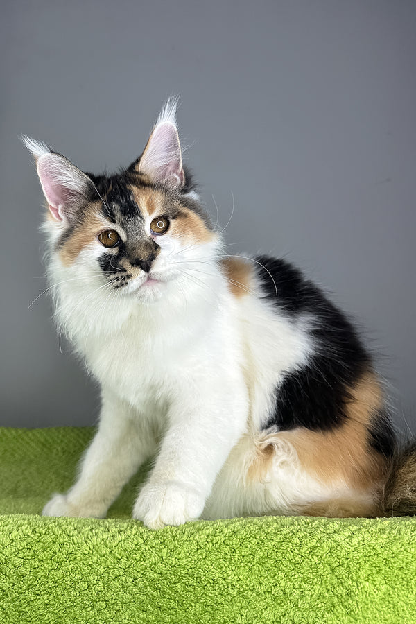 Oriana | Maine Coon Kitten