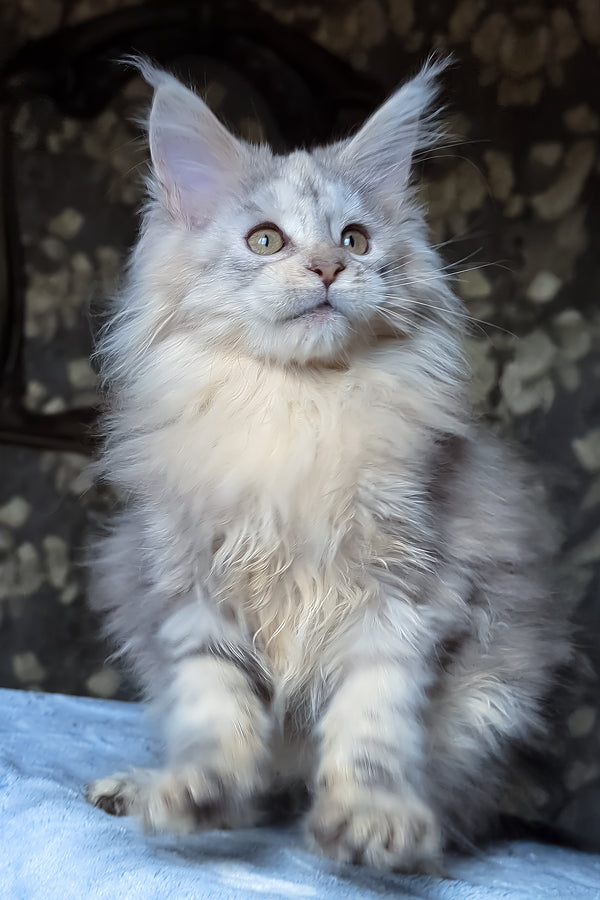 Сofia | Maine Coon Kitten