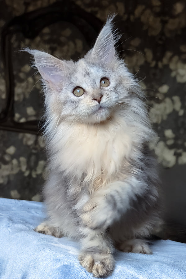 Сofia | Maine Coon Kitten