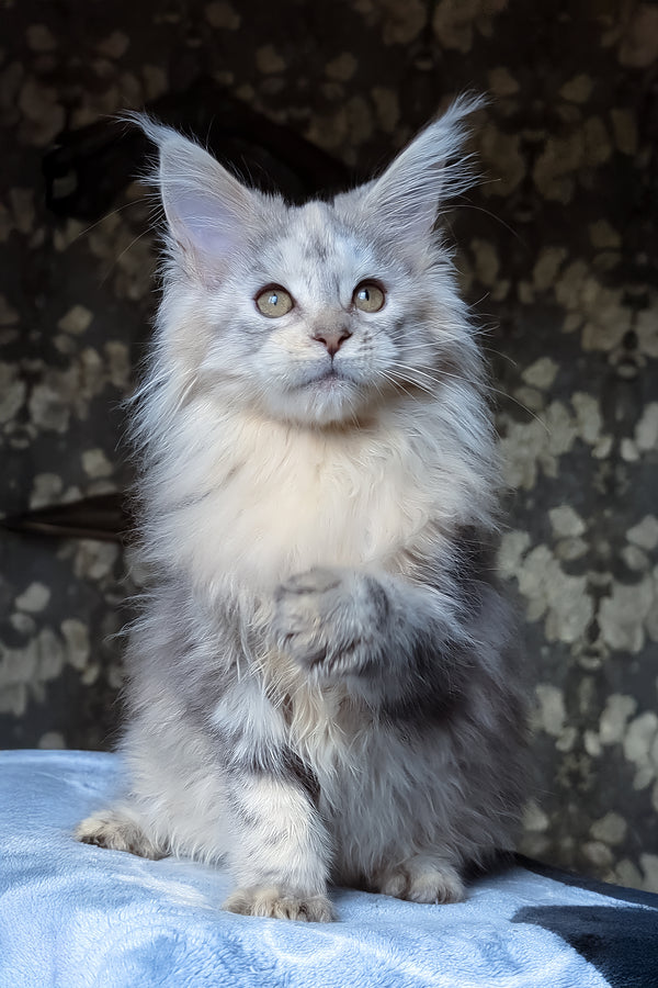 Сofia | Maine Coon Kitten