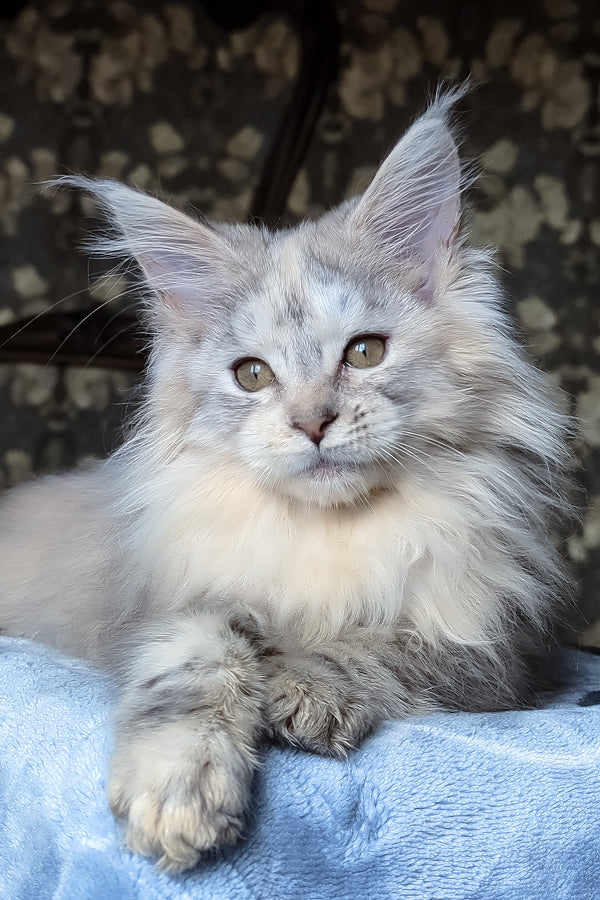 Сofia | Maine Coon Kitten