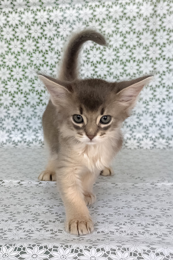 Izumrud | Somali Kitten