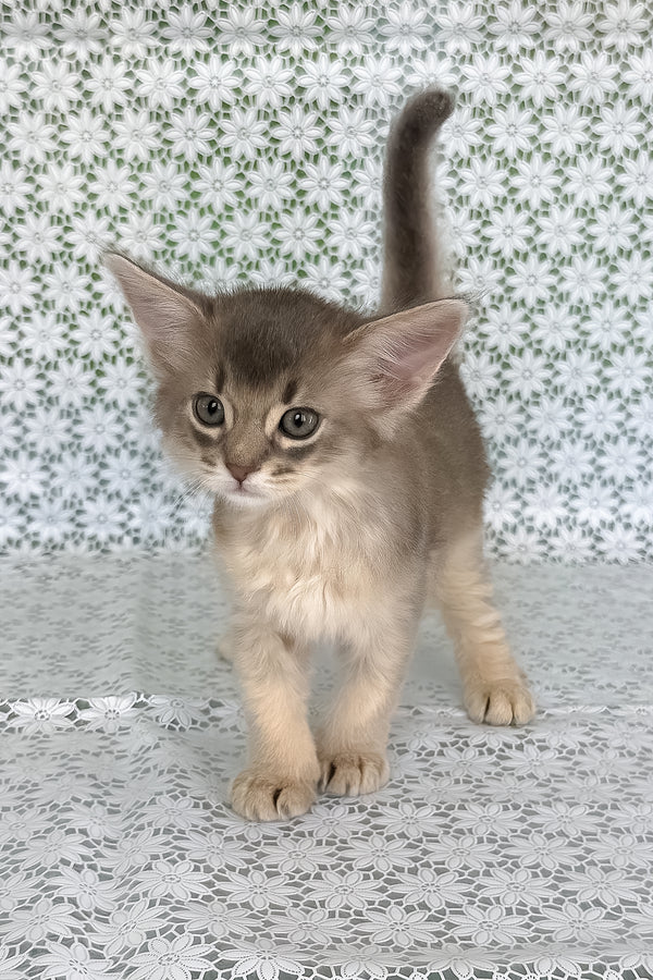 Izumrud | Somali Kitten