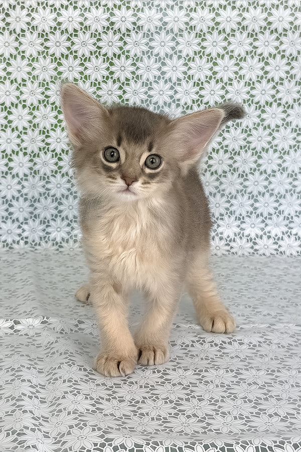 Izumrud | Somali Kitten