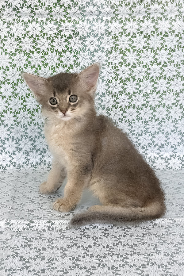Izumrud | Somali Kitten