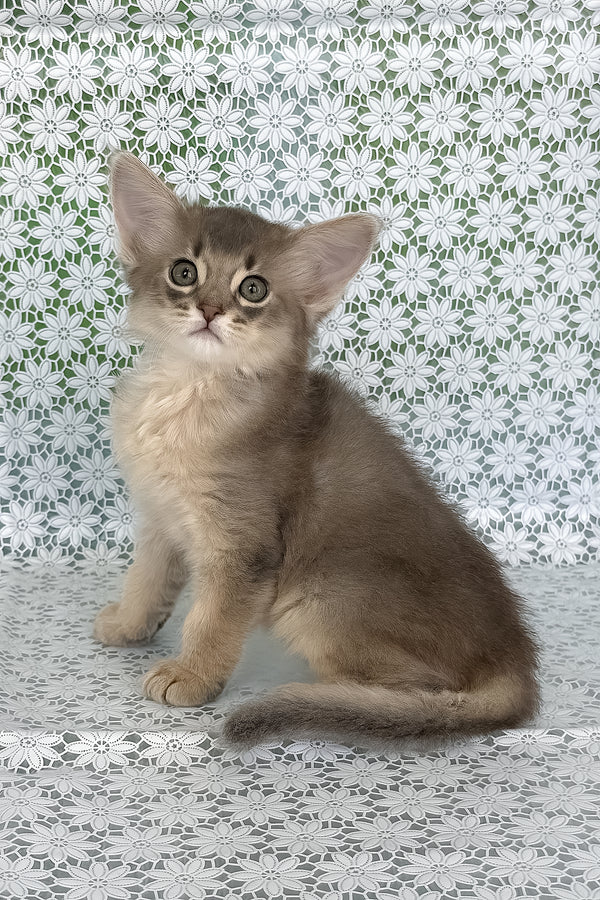Izumrud | Somali Kitten