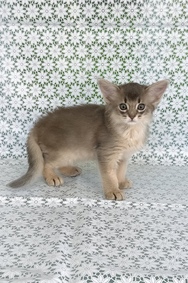 Izumrud | Somali Kitten