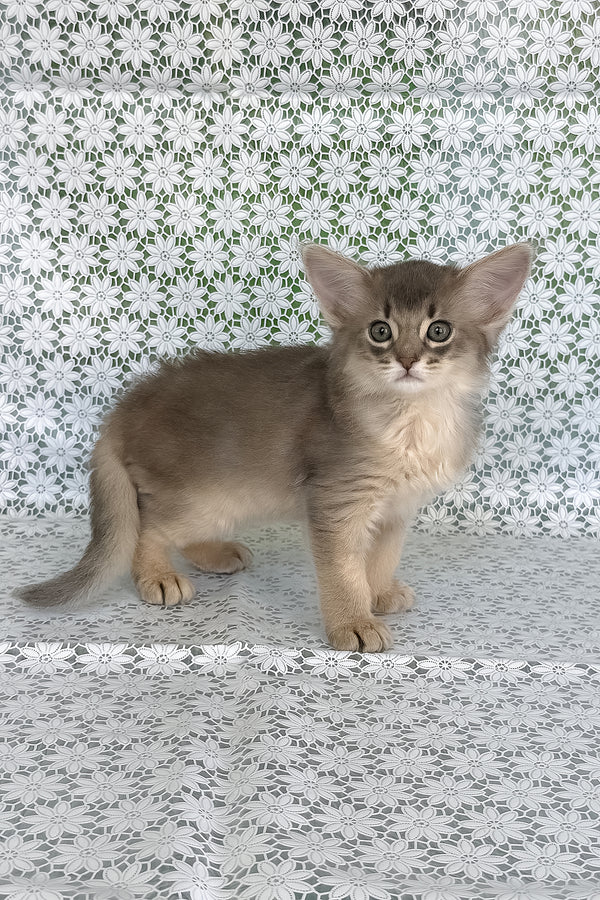 Izumrud | Somali Kitten