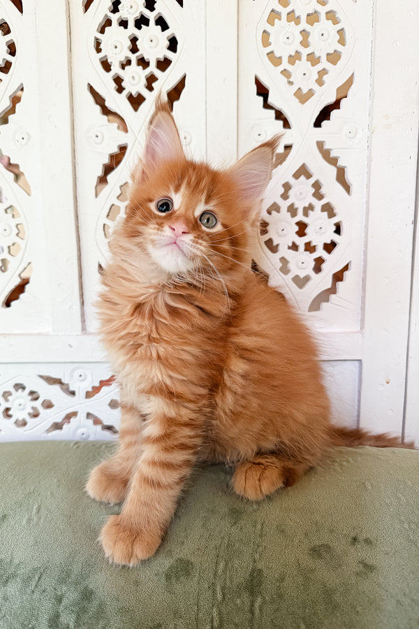 Bingo | Maine Coon Kitten