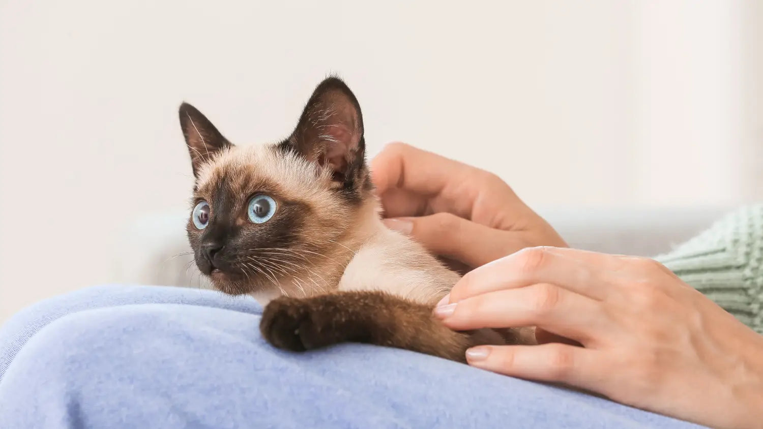 Kitten care basics: what every new parent should know