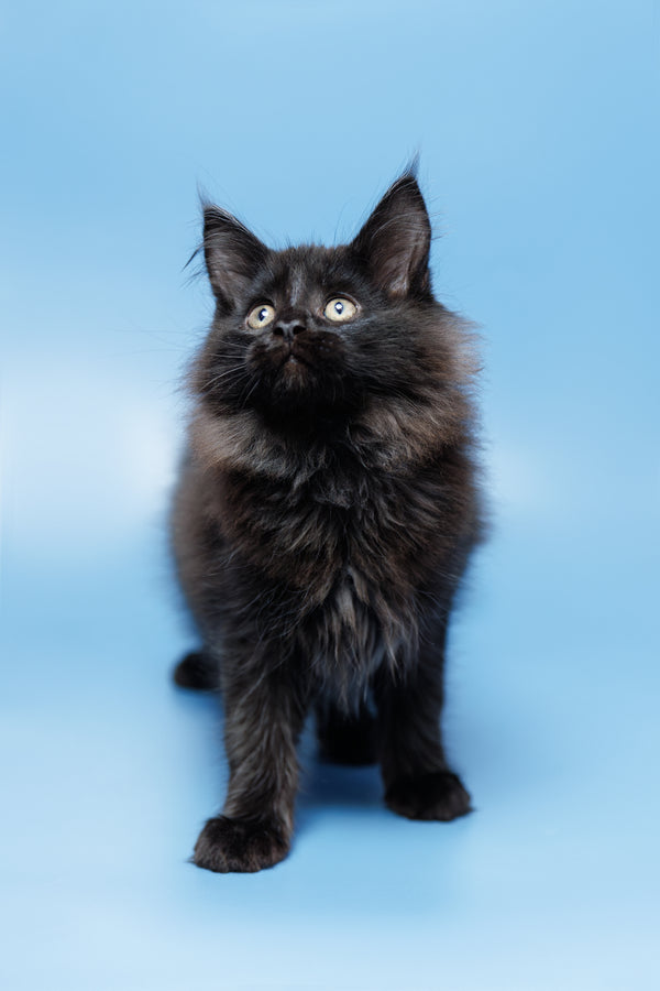 Endy | Maine Coon Kitten