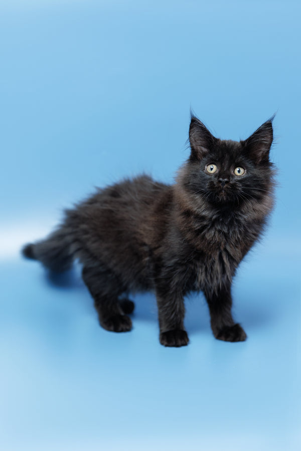 Endy | Maine Coon Kitten