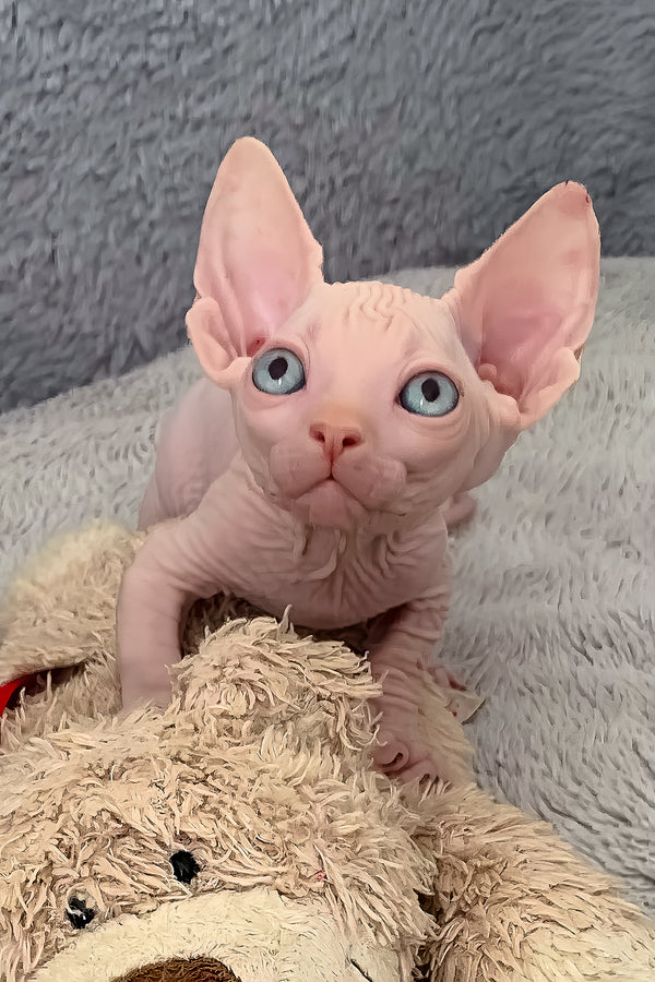 Moon | Bambino Sphynx Kitten