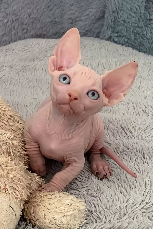 Moon | Bambino Sphynx Kitten