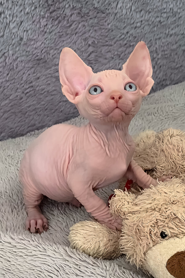 Moon | Bambino Sphynx Kitten