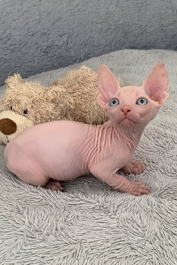 Moon | Bambino Sphynx Kitten