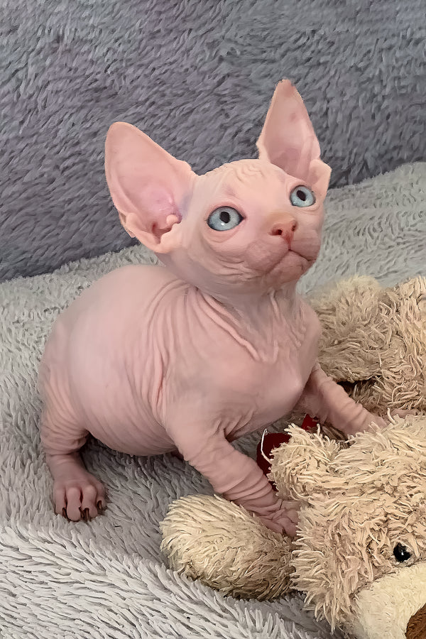 Moon | Bambino Sphynx Kitten