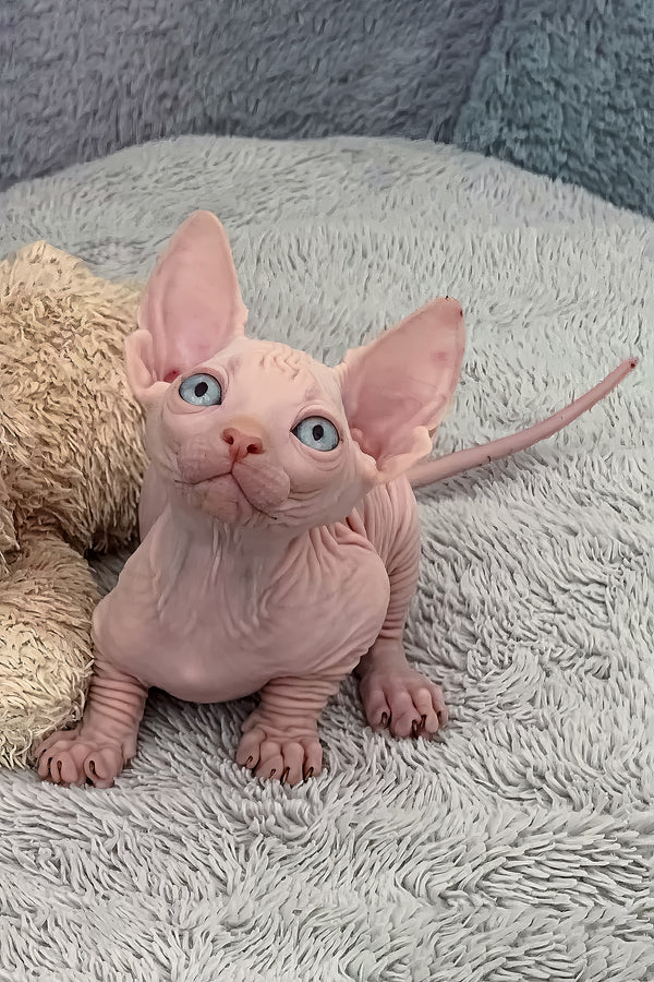 Moon | Bambino Sphynx Kitten