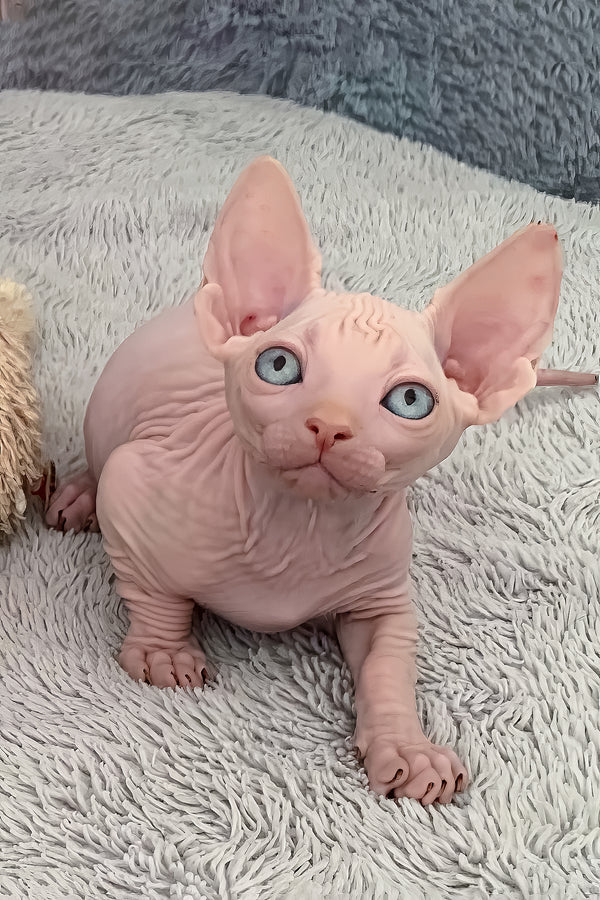 Moon | Bambino Sphynx Kitten
