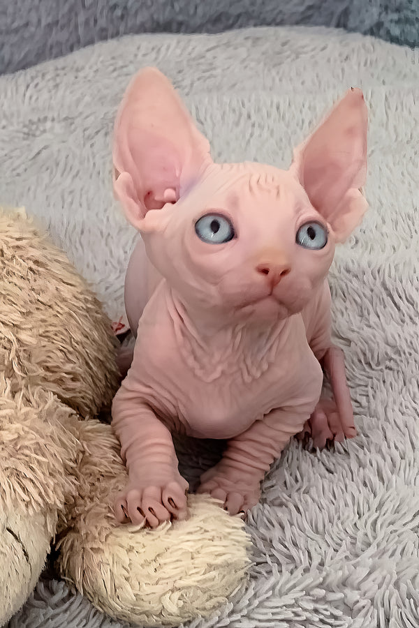 Moon | Bambino Sphynx Kitten