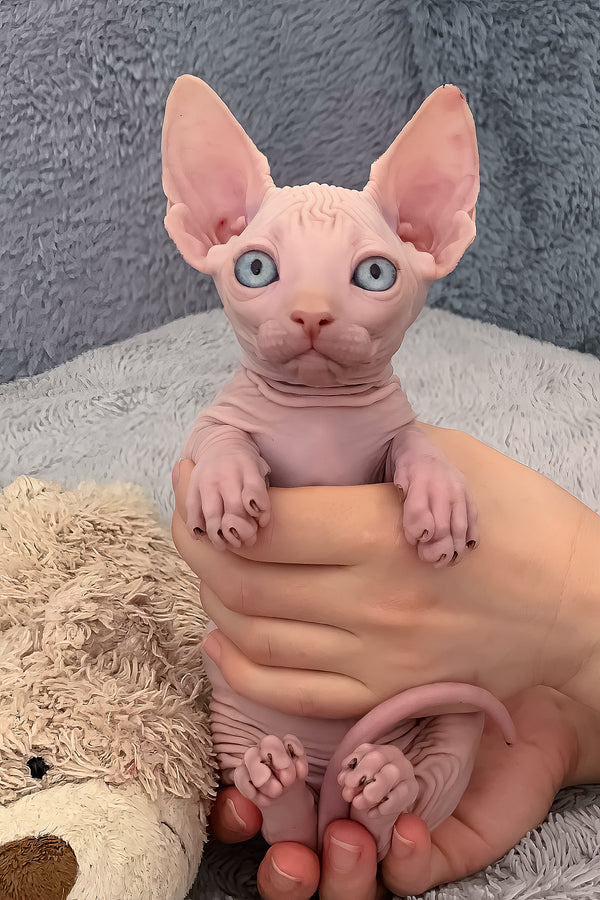 Moon | Bambino Sphynx Kitten