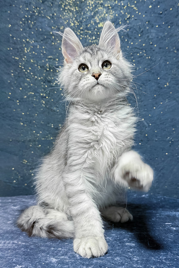 Shady | Maine Coon Kitten