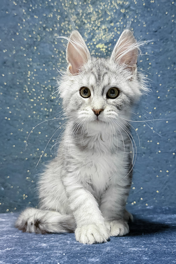 Shady | Maine Coon Kitten