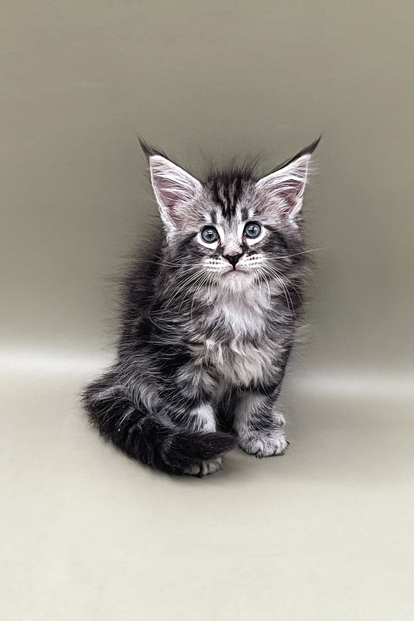 Soborny | Maine Coon Kitten