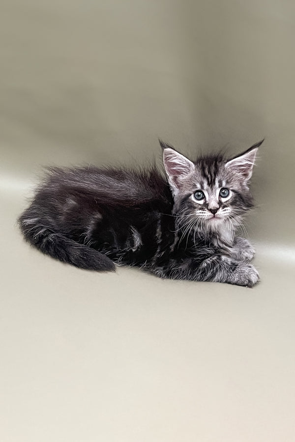 Soborny | Maine Coon Kitten