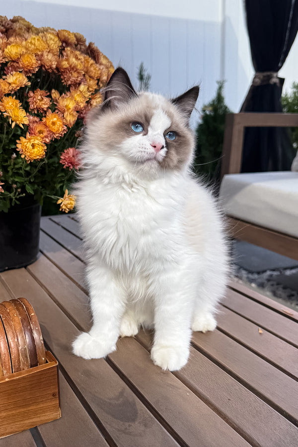 Grisha | Ragdoll Kitten