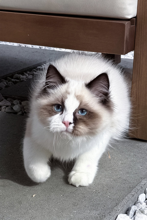 Grisha | Ragdoll Kitten
