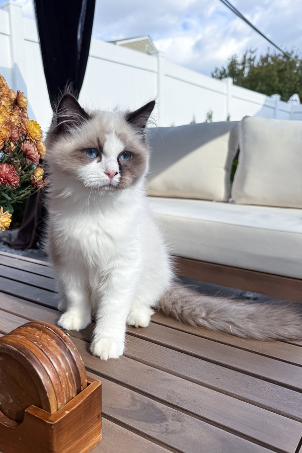 Grisha | Ragdoll Kitten