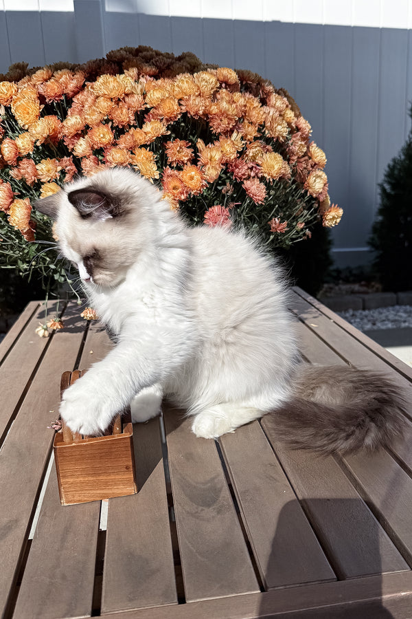 Grisha | Ragdoll Kitten