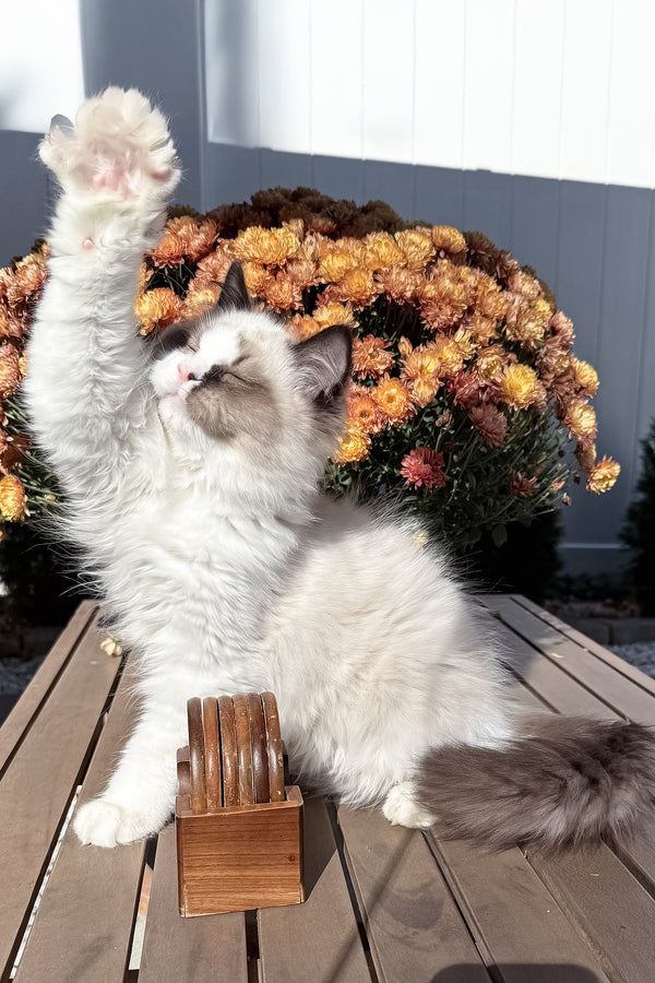 Grisha | Ragdoll Kitten