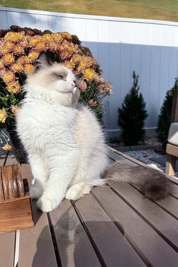 Grisha | Ragdoll Kitten