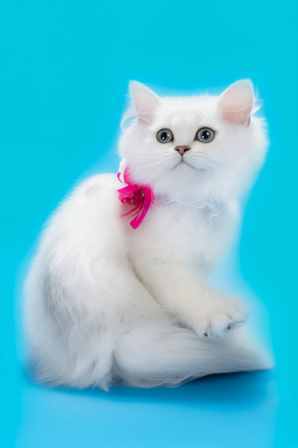 Malia | British Longhair Kitten