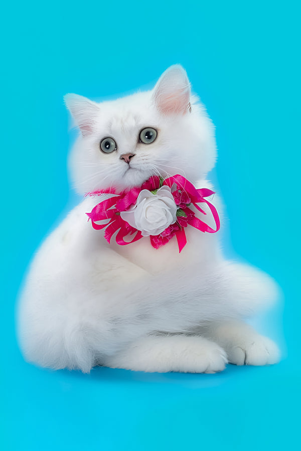 Malia | British Longhair Kitten