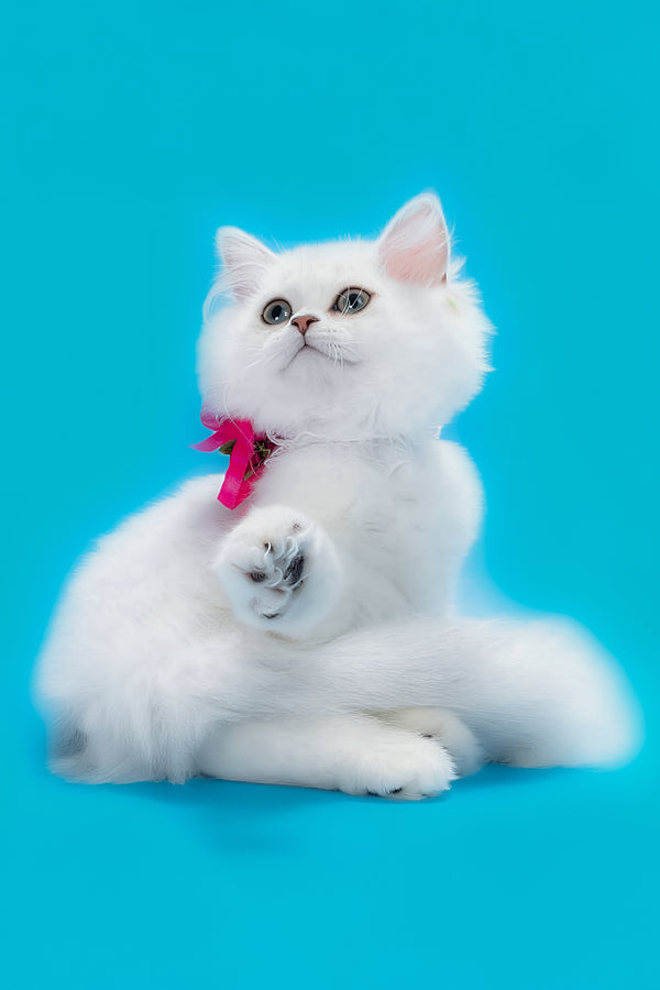 Malia | British Longhair Kitten