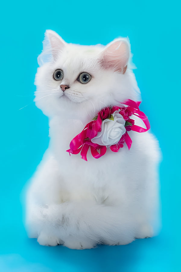 Malia | British Longhair Kitten